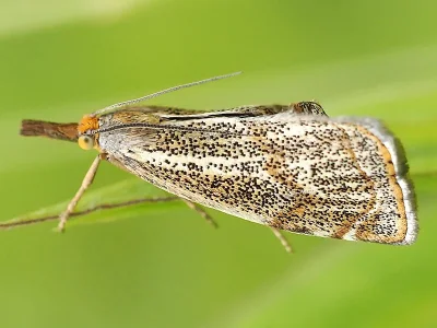 Thisanotia chrysonuchella