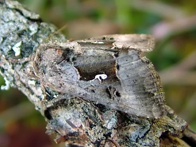 Syngrapha (S.) microgamma