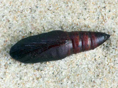 Lygephila (L.) pastinum