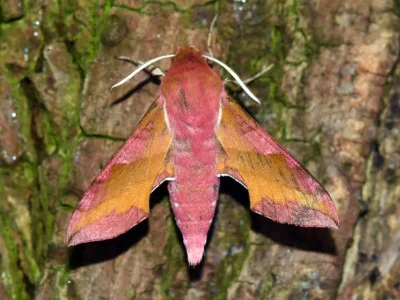 Deilephila porcellus