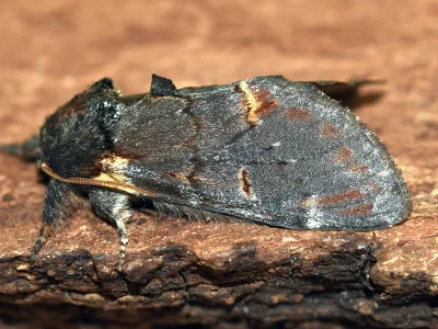 Notodonta dromedarius