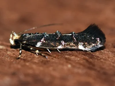 Eteobalea serratella