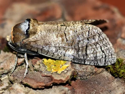 Cossus cossus