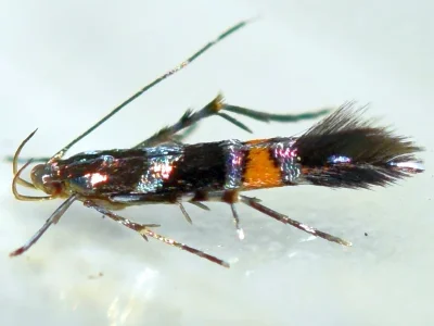 Cosmopterix zieglerella