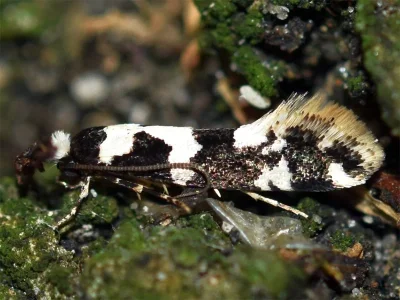 Neurothaumasia ankerella