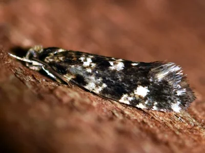 Nemapogon cloacella