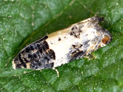 Gypsonoma sociana