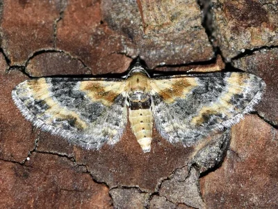Eupithecia linariata