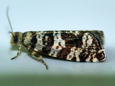 Epinotia tedella