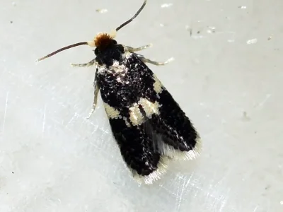 Ectoedemia (E.) subbimaculella