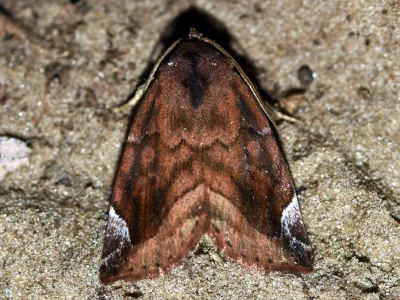 Cosmia (Calymnia) pyralina