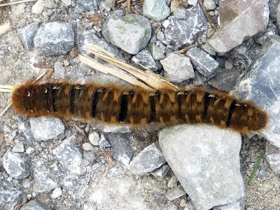 Lasiocampa (L.) quercus