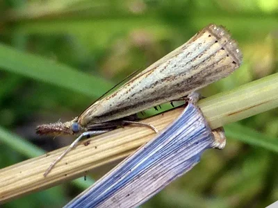 Agriphila straminella