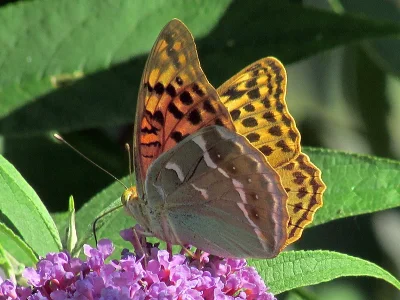 Argynnis (Pandoriana) pandora