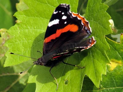 Vanessa atalanta
