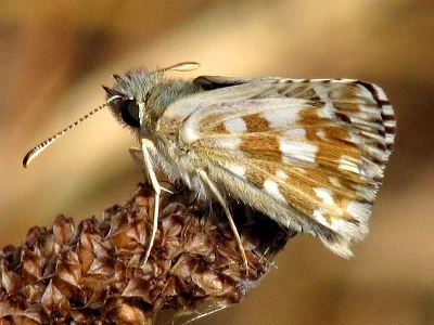 Pyrgus serratulae