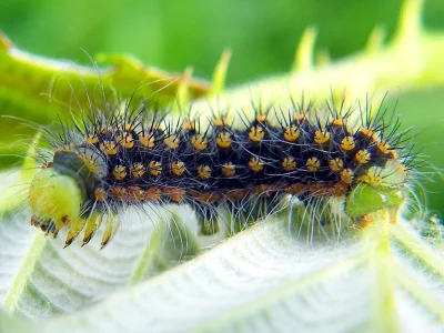 Saturnia (Eudia) pavoniella
