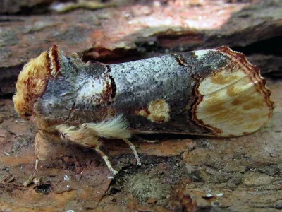 Phalera bucephaloides