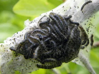 Eriogaster (E.) lanestris