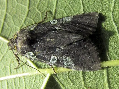 Dichonia (D.) aeruginea