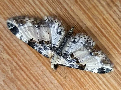 Eupithecia extremata