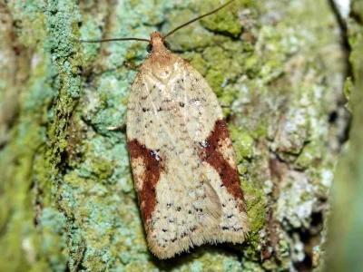 Acleris ferrugana