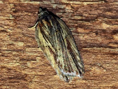 Acleris hastiana