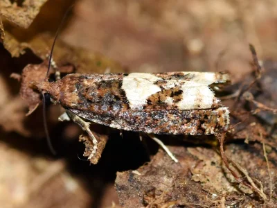 Epinotia trigonella