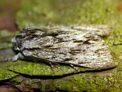 Asteroscopus sphinx