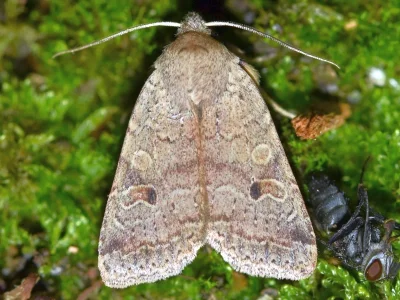 Agrochola (Propenistra) laevis