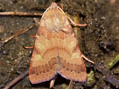 Agrochola (Anchoscelis) helvola
