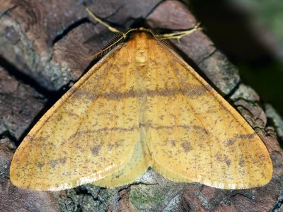 Agriopis aurantiaria