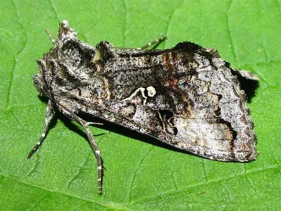 Syngrapha (S.) interrogationis