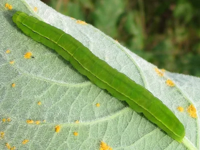 Scoliopteryx libatrix