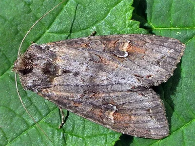 Polia (P.) bombycina