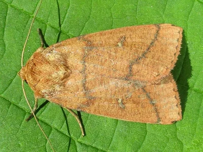 Mythimna (M.) turca