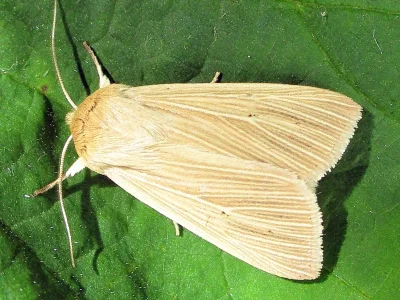 Mythimna (M.) pallens