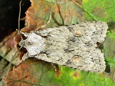 Lithophane (L.) ornitopus