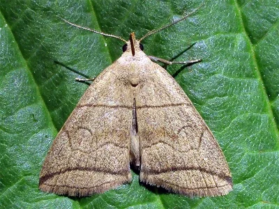 Herminia grisealis