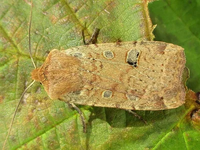 Conistra (Dasycampa) erythrocephala