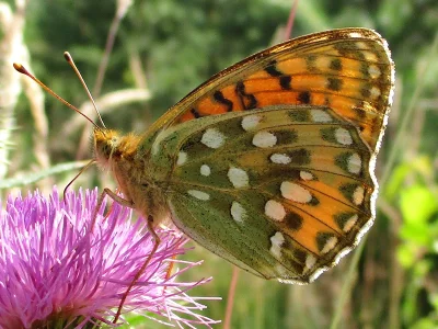 Argynnis (Speyeria) aglaja