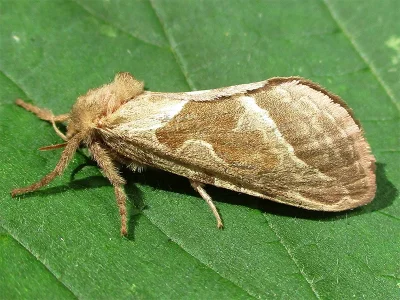 Triodia sylvina