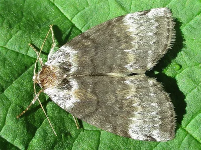 Tetheella fluctuosa