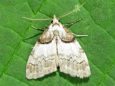 Nola (N.) cucullatella