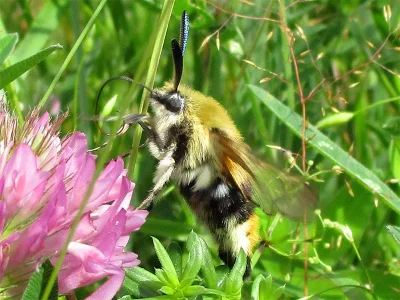Hemaris (Eitschbergera) tityus
