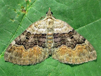 Ochyria quadrifasiata