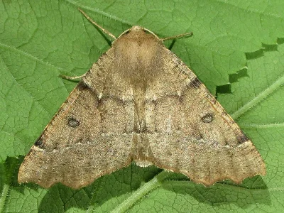 Odontopera bidentata