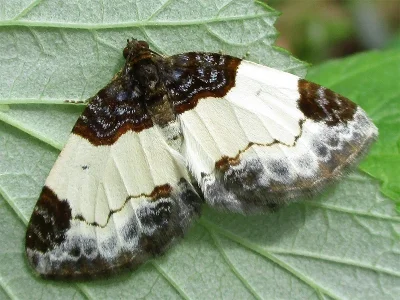 Mesoleuca albicillata