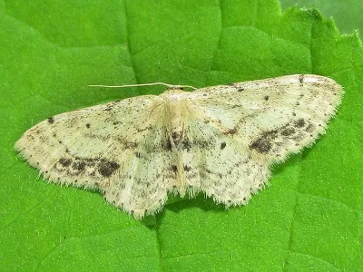 Idaea dimidiata