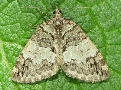 Hydriomena impluviata
